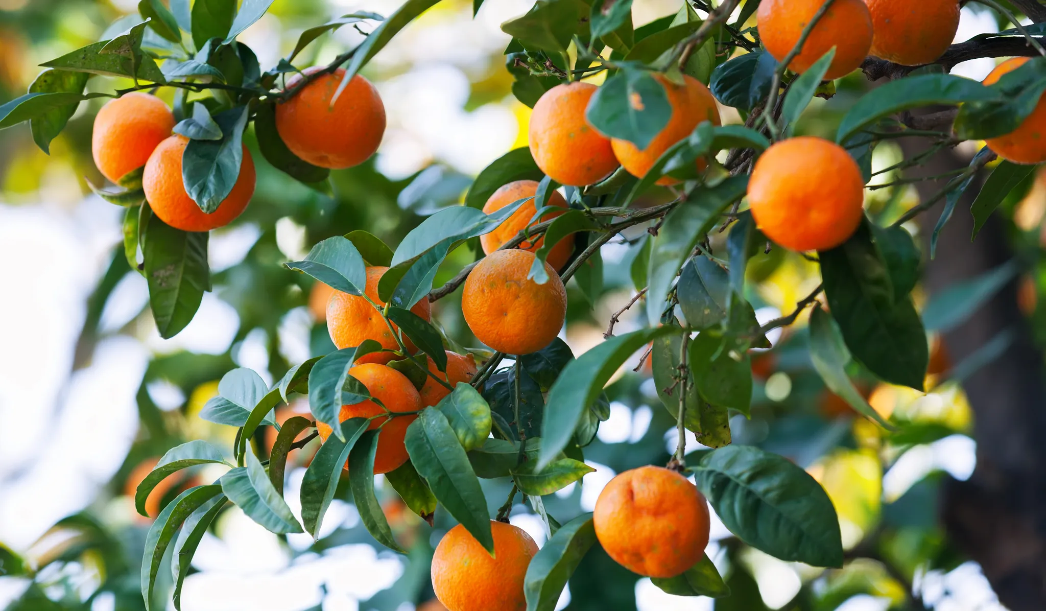 Laranjas-amargas a amadurecer num ramo, entre folhas de um verde escuro